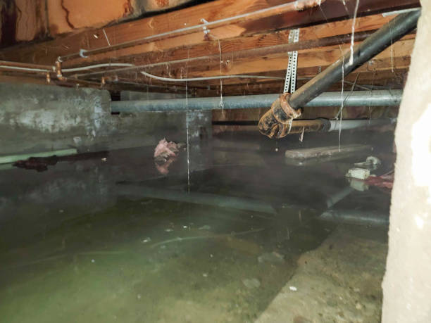 Best Mold removal after water damage  in Splendora, TX